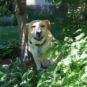 Meet your Posher, Pat